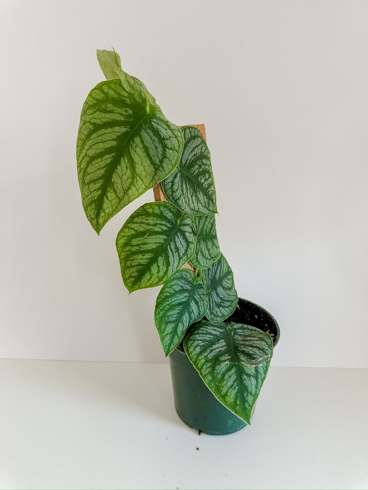 Monstera 'Dubia' (Shingle Plant)- Small Heart Shaped Leaves With Unique Patterned Leaves, Climbing Monstera- Tropical Houseplant- (4 Inch Nursery Pot)