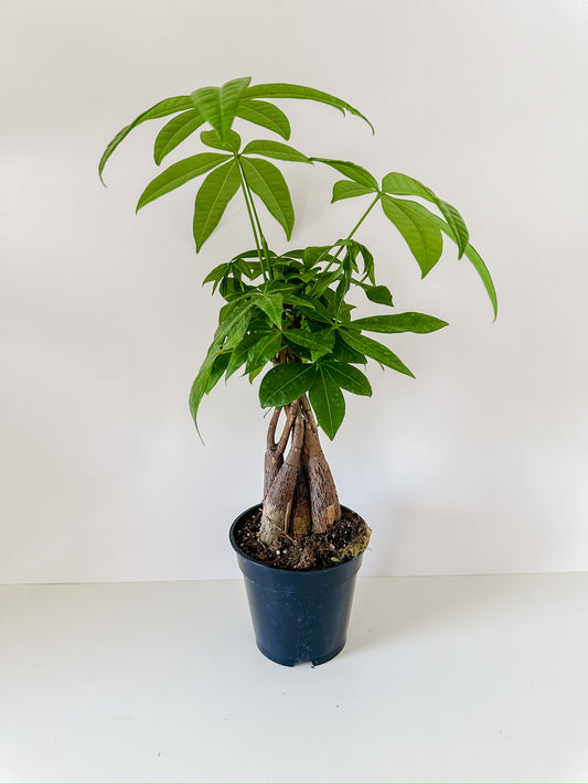 Money Tree 'Guiana Chestnut' Pachira Braid- 🌱  Beginner-Friendly, Low Maintenance Tropical Tree Houseplant- (4 Inch, 6 Inch or 8" Nursery Pot)