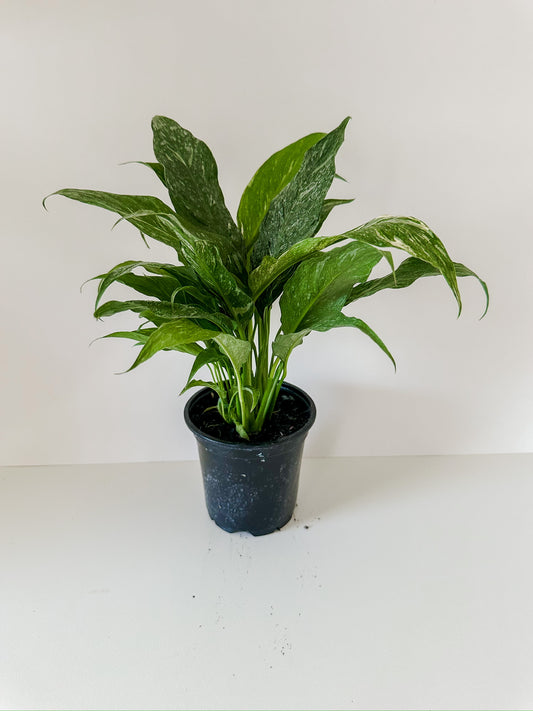Spathiphyllum 'Domino' Variegated Peace Lilly- Stunning White Cream Variegated Leaves With Vibrant White Flowers- Tropical Houseplant- (4 Inch or 6 Inch Nursery Pot)