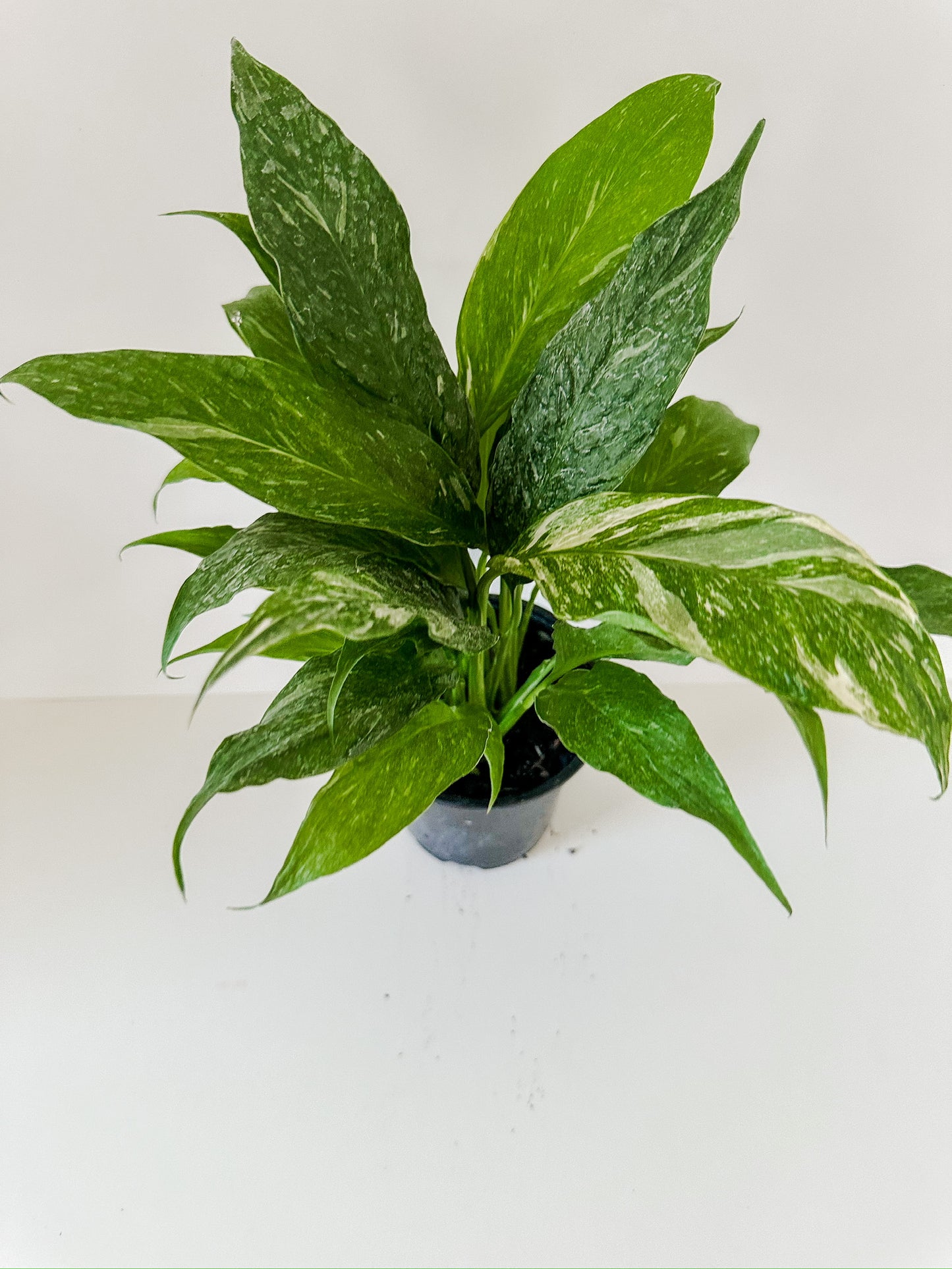 Spathiphyllum 'Domino' Variegated Peace Lilly- Stunning White Cream Variegated Leaves With Vibrant White Flowers- Tropical Houseplant- (4 Inch or 6 Inch Nursery Pot)
