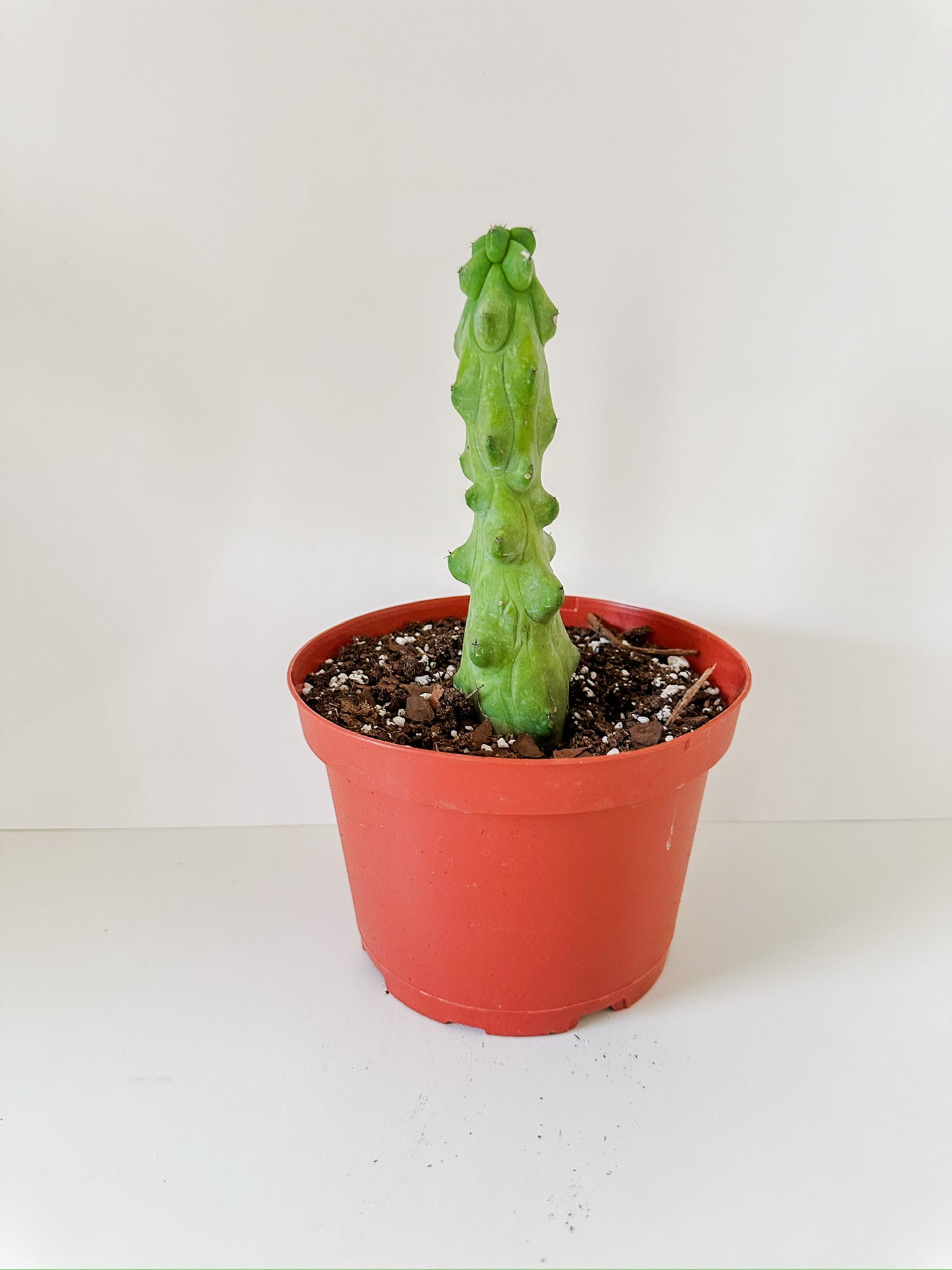'B00bie Cactus' Myrtillocactus Geometrizans 'Fukurokuryuzinboku'
