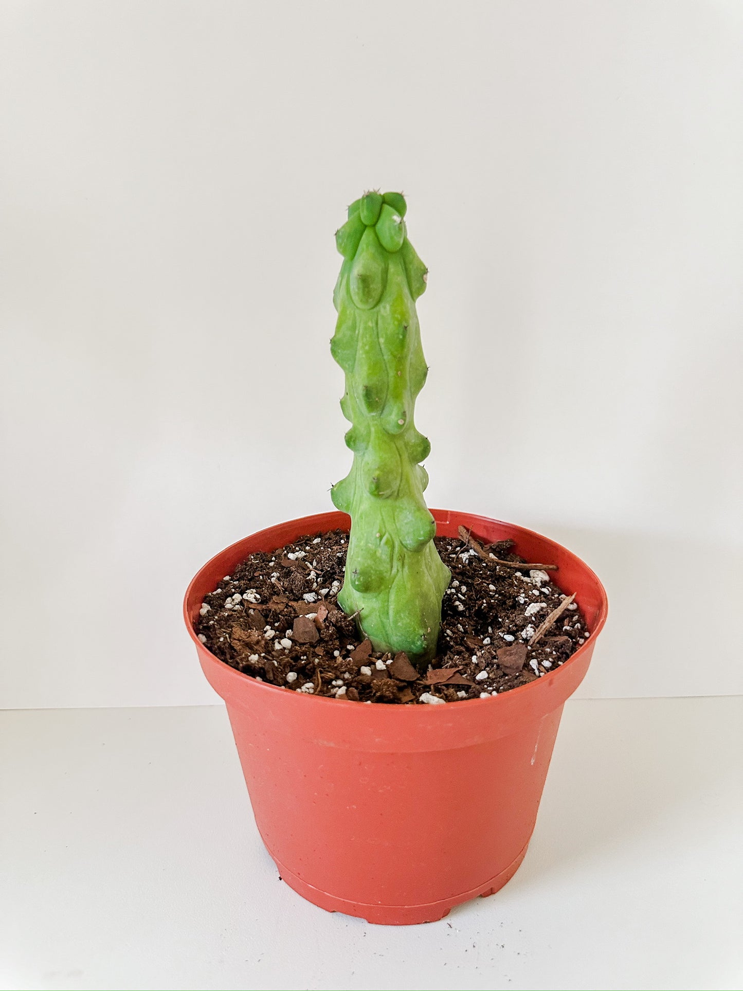 'B00bie Cactus' Myrtillocactus Geometrizans 'Fukurokuryuzinboku'