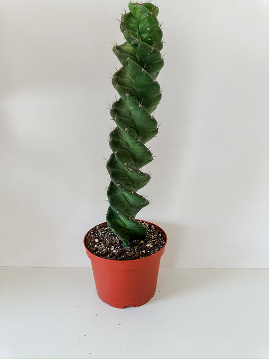 Cereus Forbesii 'Spiralis'- Capitvating Cactus With Gorgeous Spirals, ☀️ Full Sun Tropical Houseplant- (6 Inch Nursery Pot)