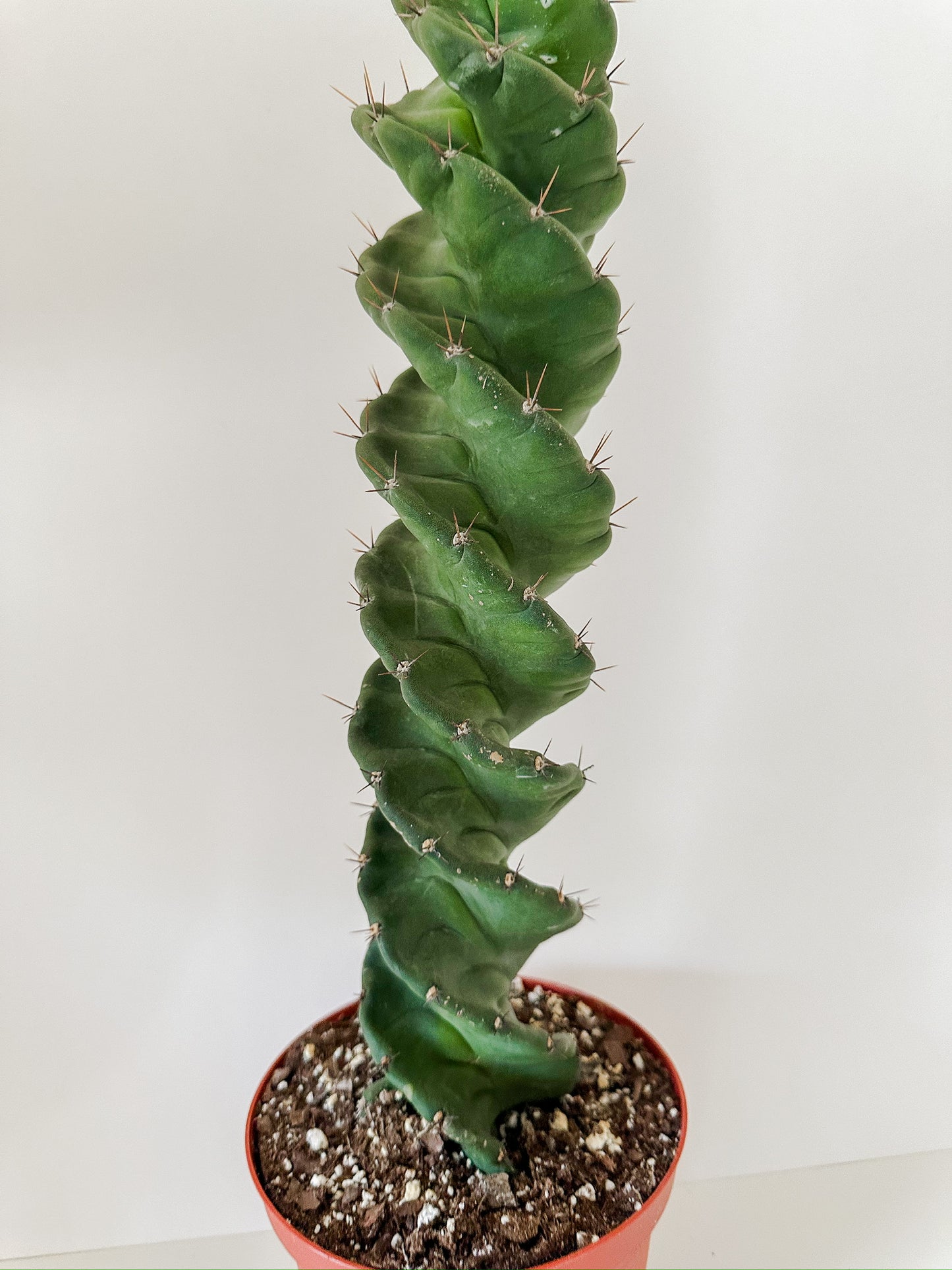 Cereus Forbesii 'Spiralis'- Capitvating Cactus With Gorgeous Spirals, ☀️ Full Sun Tropical Houseplant- (6 Inch Nursery Pot)