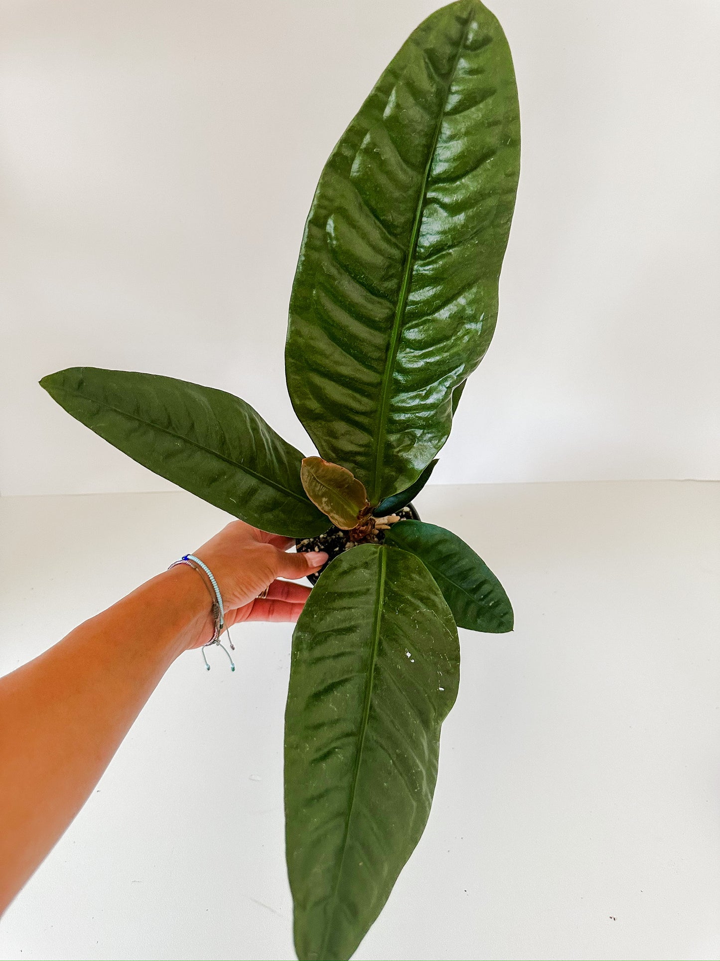 Anthurium 'Superbum'- Gorgeous Hardy, Gigantic Leaves With Neon Colored Blossoms- Tropical Houseplant- (4 Inch Nursery Pot)