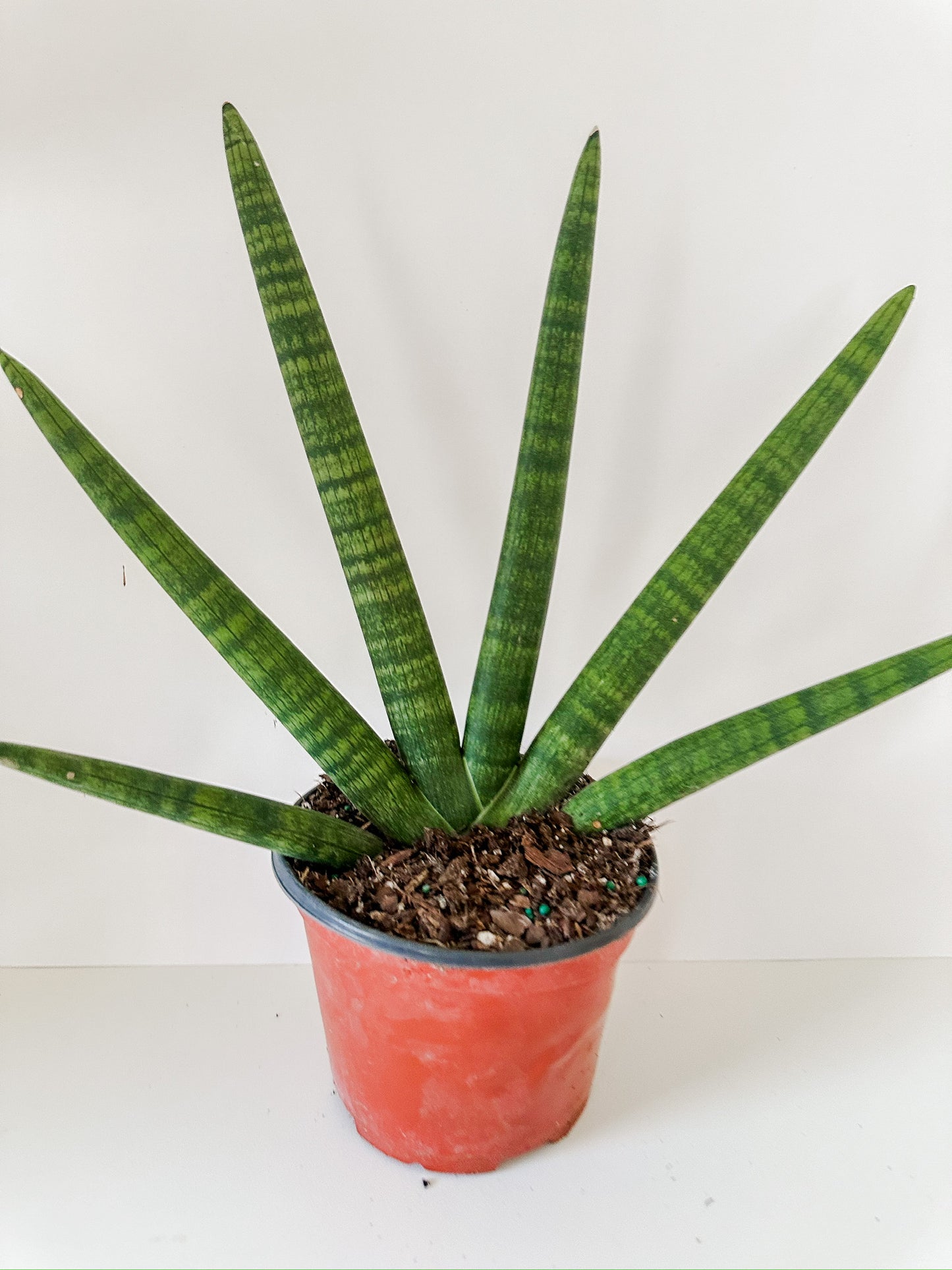 Sansevaria Cylindrica 'Starfish Snake Plant'- 🌱 Beginner-Friendly, 🍃Air Purifying, Low Light & Maintenance- Tropical Houseplant- (4 Inch or 6 Inch Nursery Pot)