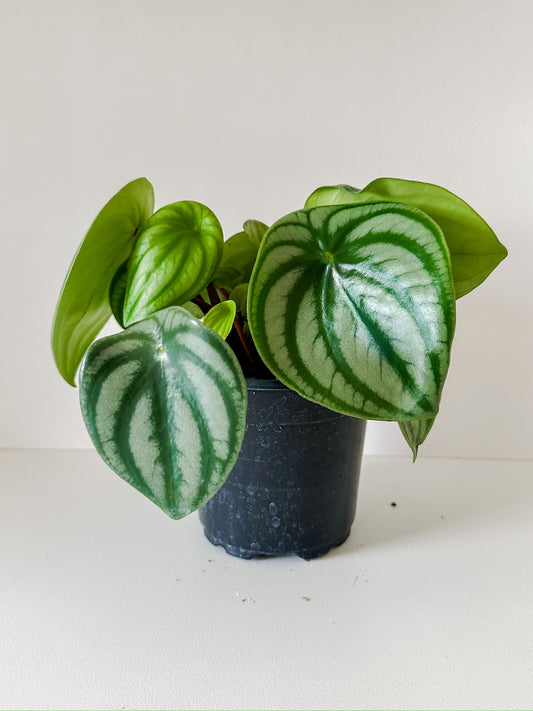 Peperomia 'Watermelon'- (🐾 Pet Friendly) Stunning Watermelon Patterned Leaves With Bright Red Stems- Tropical Houseplant- (4 Inch or 6 Inch Nursery Pot)