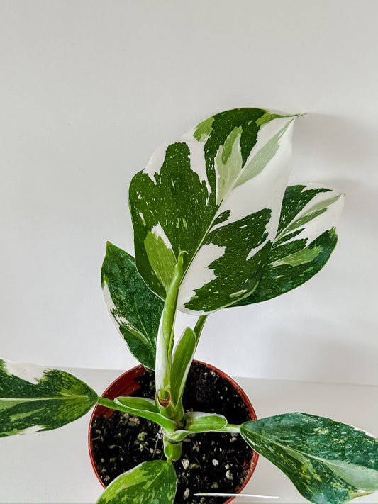 4" Philodendron White Wizard (HIGH VARIEGATION) - *Sellers Choice*