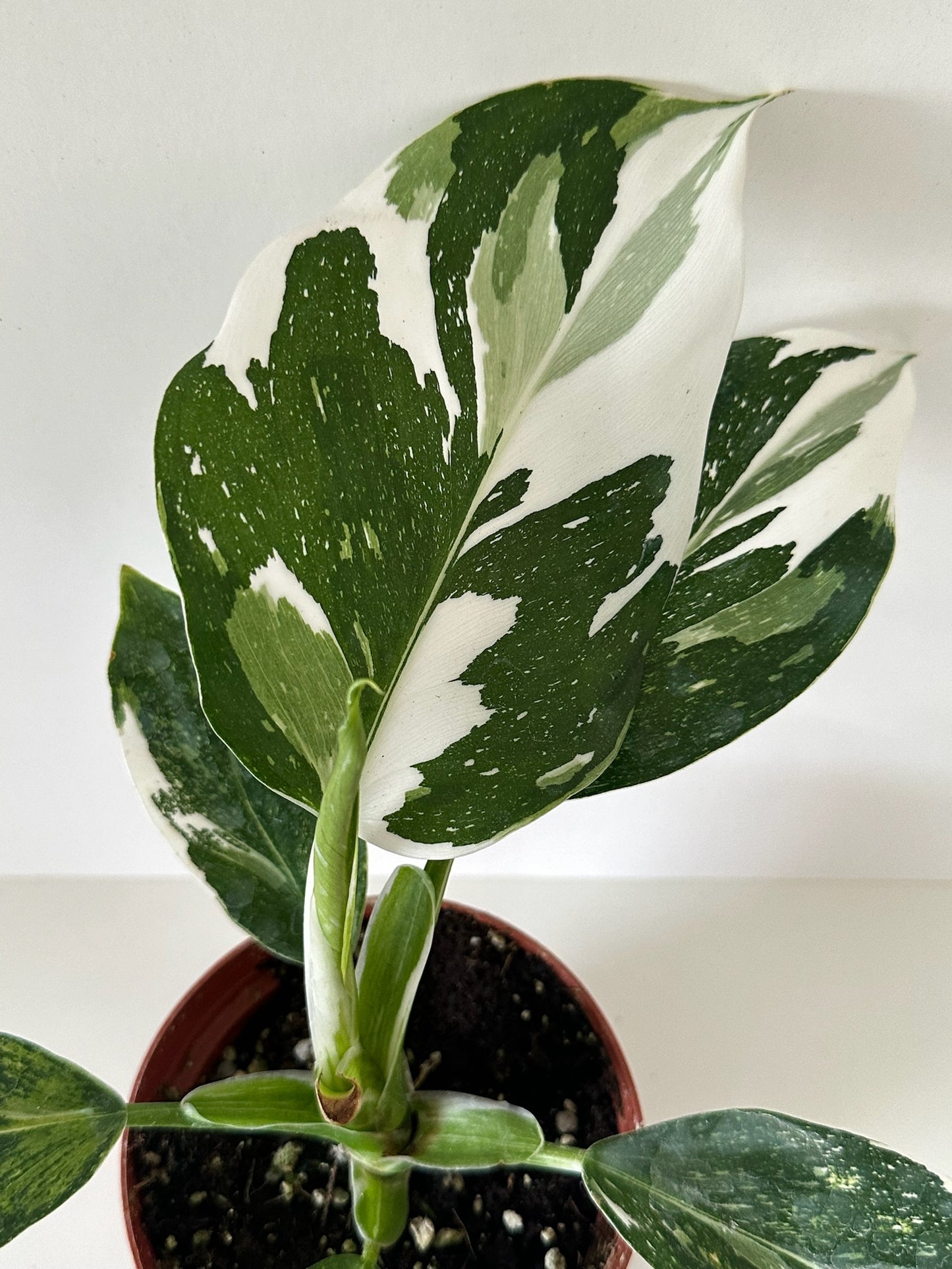 4" Philodendron White Wizard (HIGH VARIEGATION)