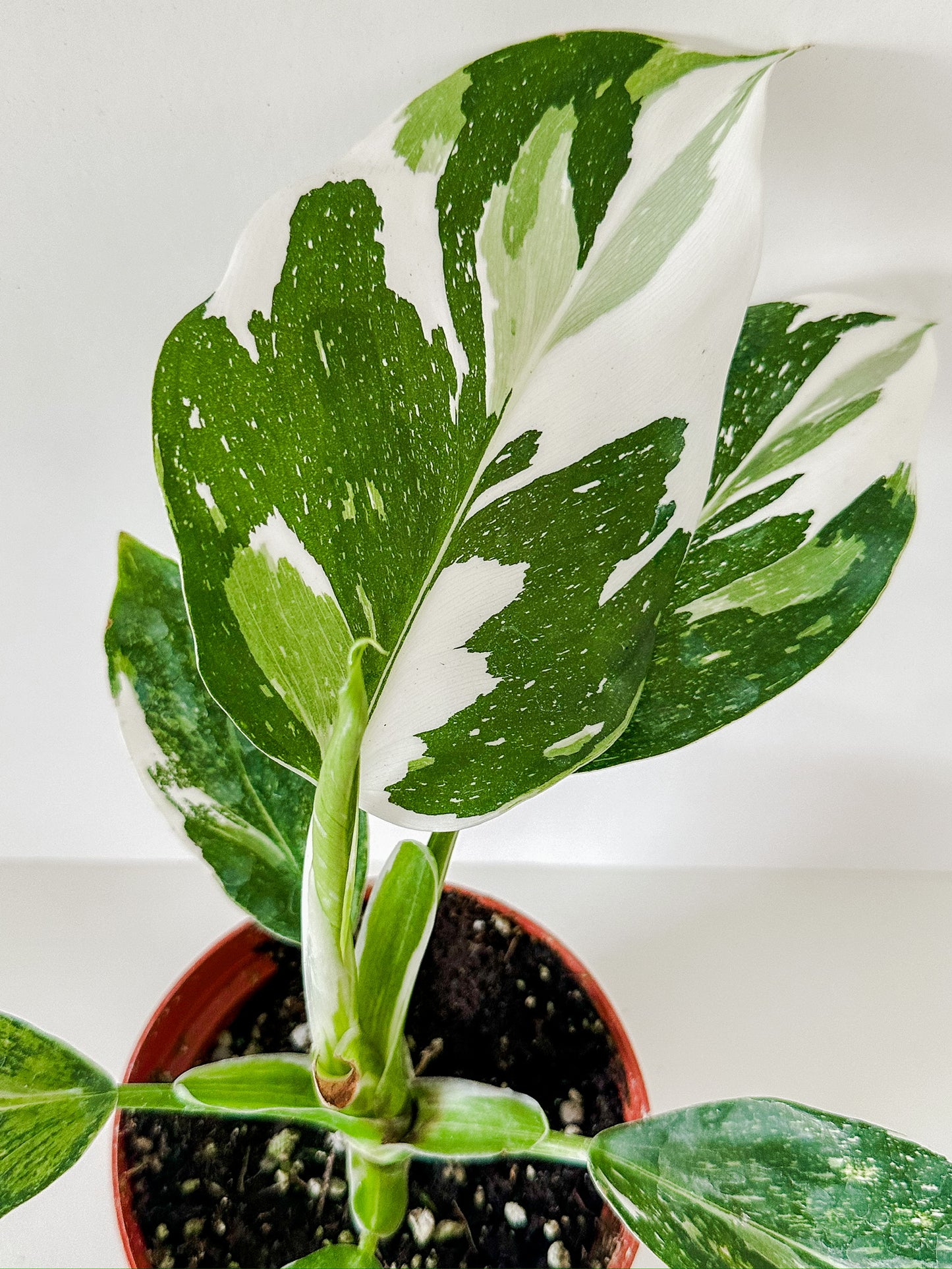 4" Philodendron White Wizard (HIGH VARIEGATION)