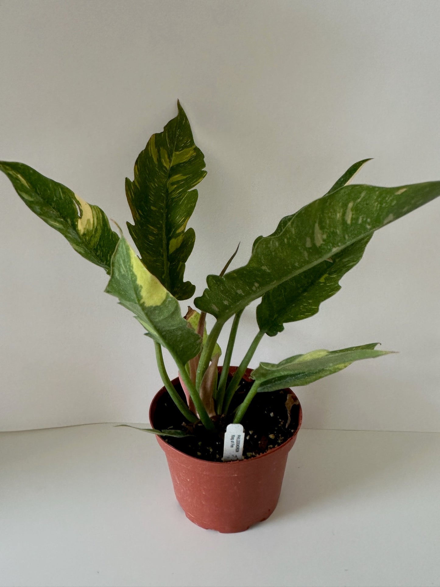 6" Philodendron Ring of Fire (High Variegation)