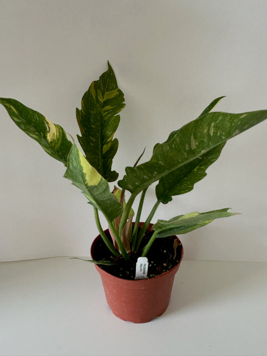 6" Philodendron Ring of Fire (High Variegation) - *Sellers Choice*
