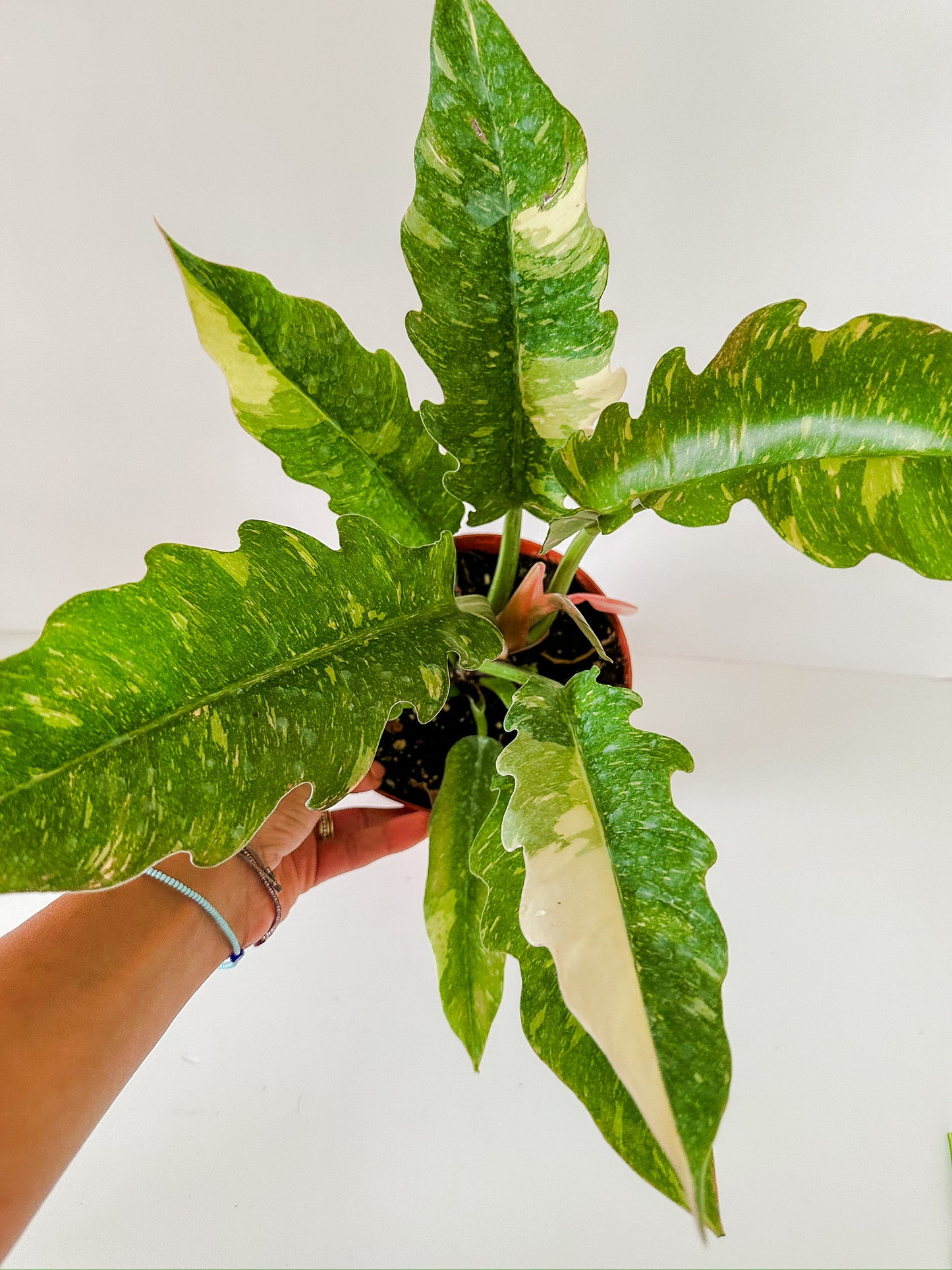 6" Philodendron Ring of Fire (High Variegation)