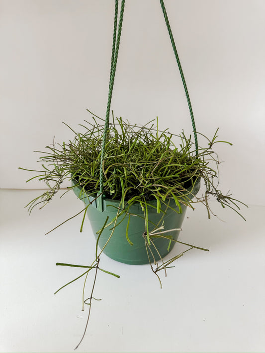 8" Hoya Retusa Hanging Basket Plant (🐾 Pet Friendly)- *Sellers Choice*