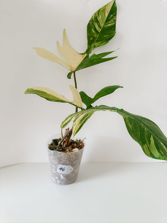 Philodendron 'Florida Beauty' #6 - XL Size - Tropical Houseplant