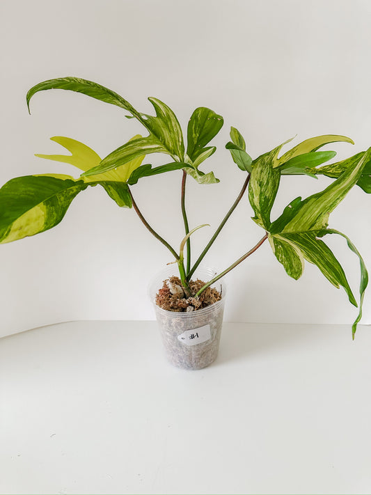 Philodendron 'Florida Beauty' #1 - XL Size - Tropical Houseplant