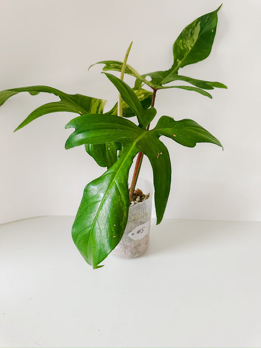 Philodendron 'Florida Beauty' #5 - XL Size - Tropical Houseplant