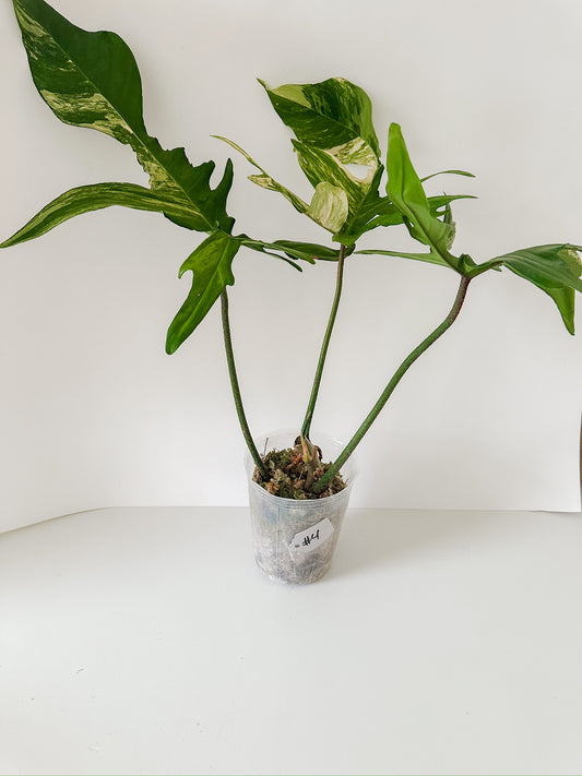 Philodendron 'Florida Beauty' #4 - XL Size- Tropical Houseplant