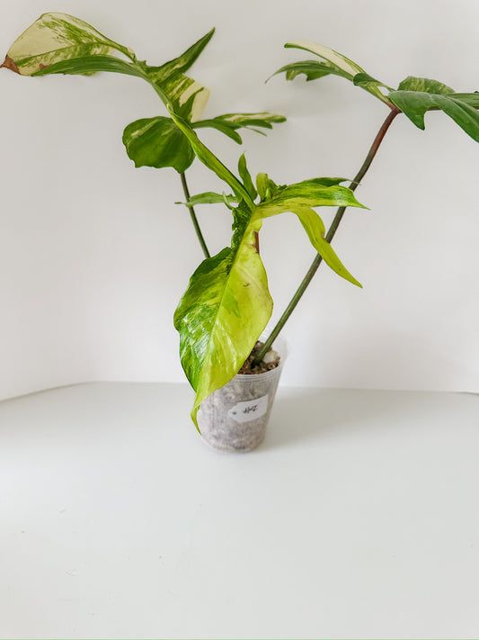 Philodendron 'Florida Beauty' #2 - XL Size - Tropical Houseplant