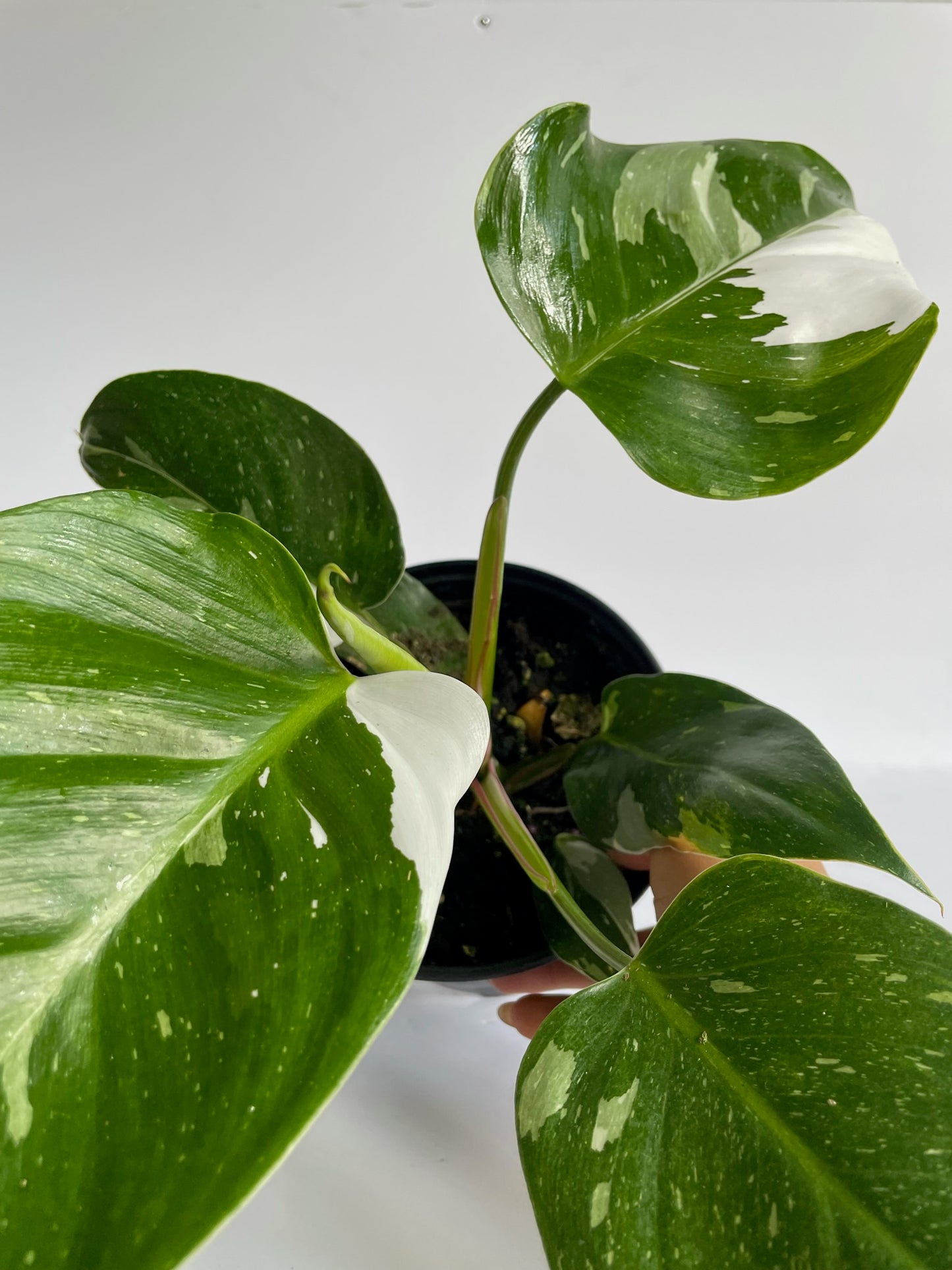 Philodendron Erubescens 'White Princess'- Stunning, White Variegated Leaves, Climbing Philodendron Plant- (4" or 6" Pot)
