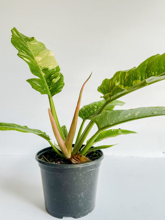 Philodendron 'Variegated Ring of Fire' - (2" or 4" Pot)