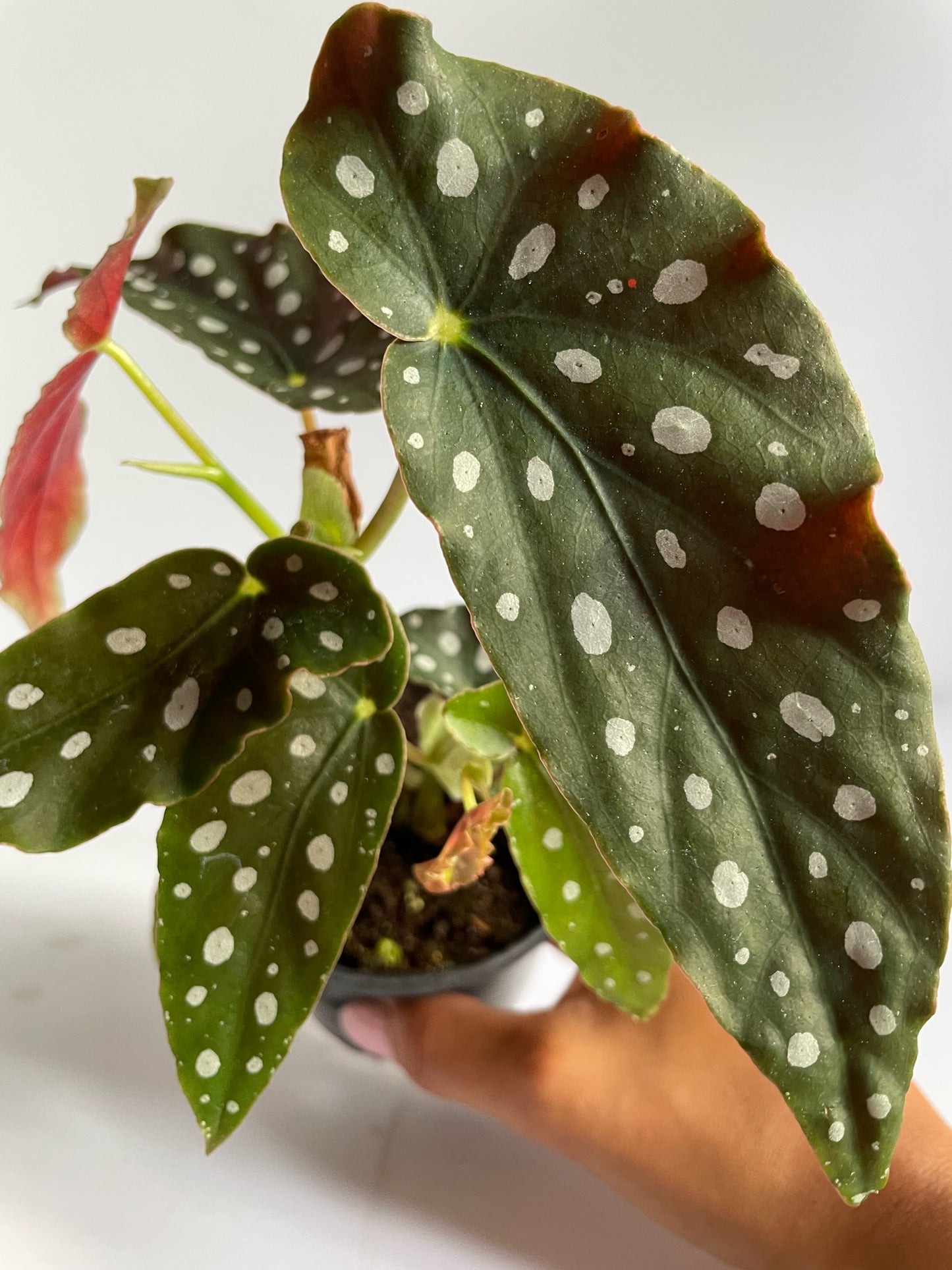Begonia Maculata 'Polka Dot Begonia'