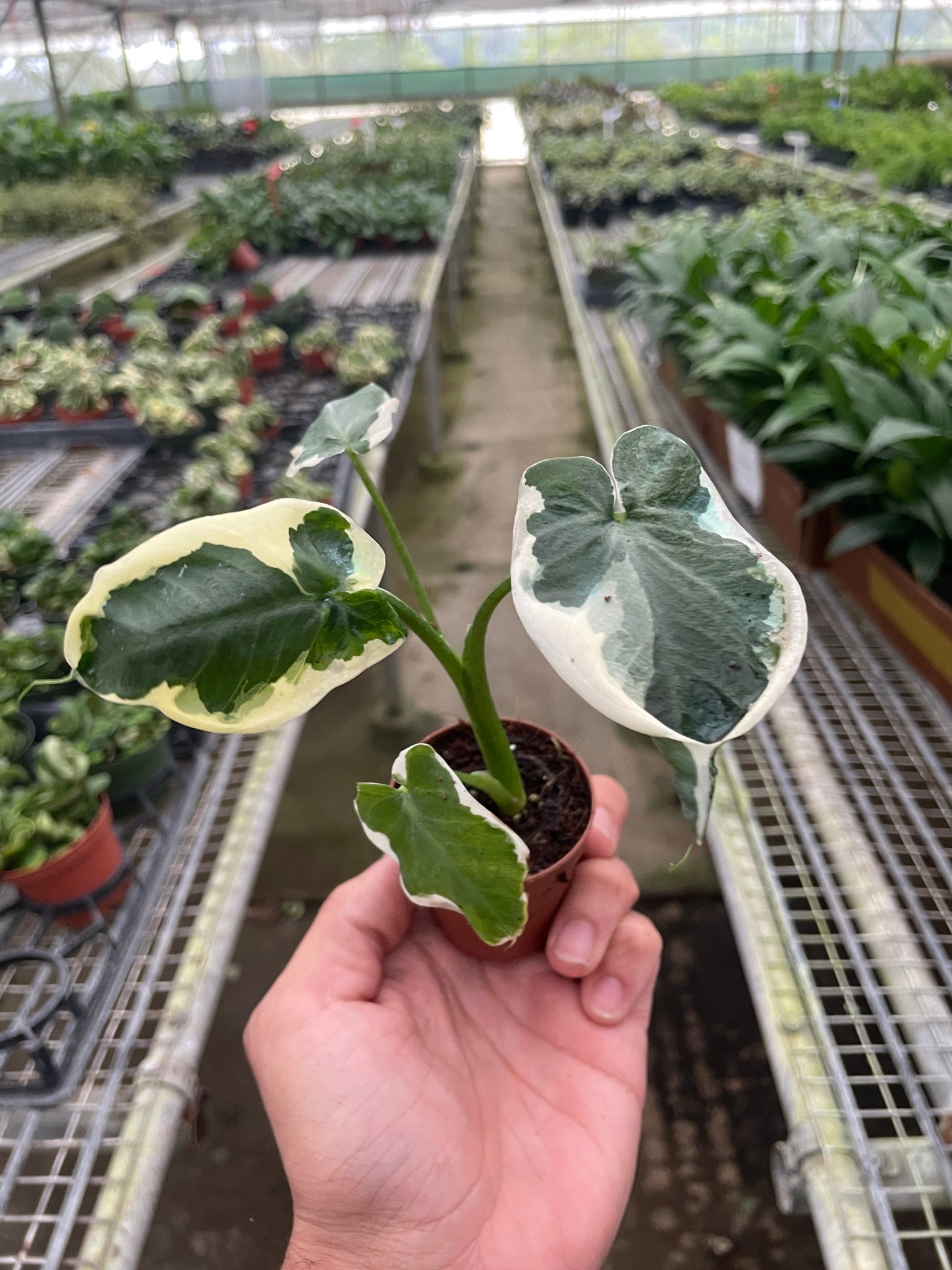 Alocasia 'Mickey Mouse' (Xanthosoma Sagittifolium 'Variegatum Monstrosum')- Large Mickey Mouse Shaped Leaves With Cream Yellow Variegation- (4 Inch or 6 Inch Nursery Pot)