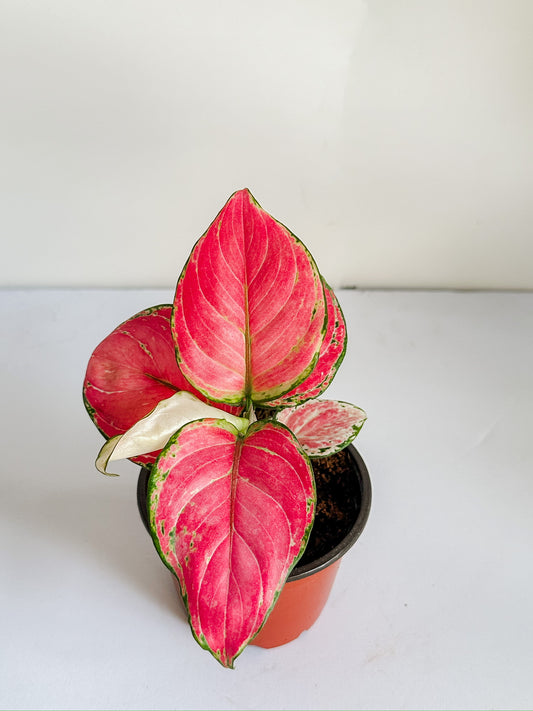 4" Aglaonema Red Jubilee (Chinese Evergreen Plant)