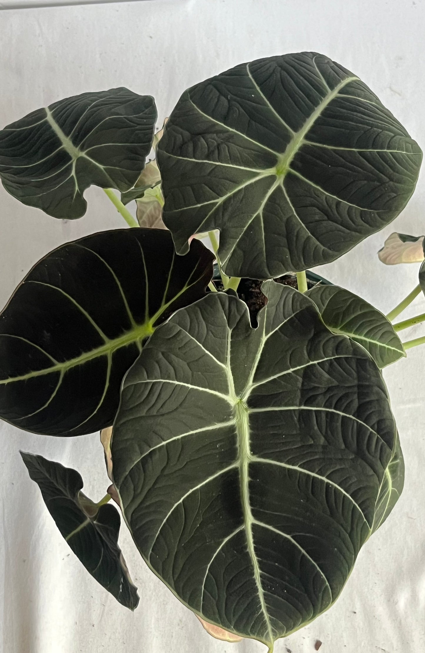 Alocasia Reginula 'Black Velvet' Plant -  Large, Velvetly, Black Leaves With Prominent Eye-Catching Veins- Tropical Houseplant (4" or  6" Pot)