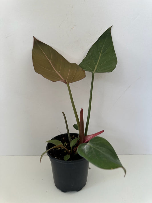 Philodendron 'Summer Glory' (Gloriosum x McColleys Red Hybrid)- Easy Care, Large, Glossy Leaves With Prominent Veins- Tropical Houseplant (4" or  6" Pot)