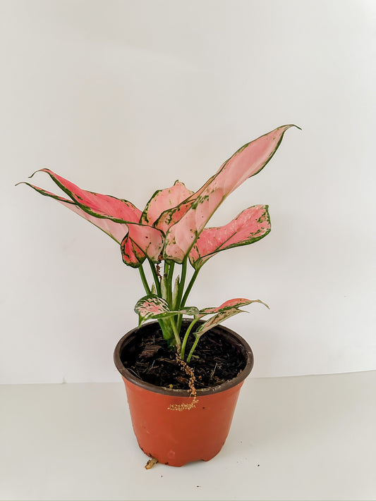 4" Aglaonema 'Pink Valentine' (Chinese Evergreen Plant)