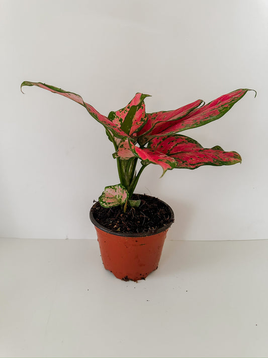 4" Aglaonema Red Valentine (Chinese Evergreen Plant)