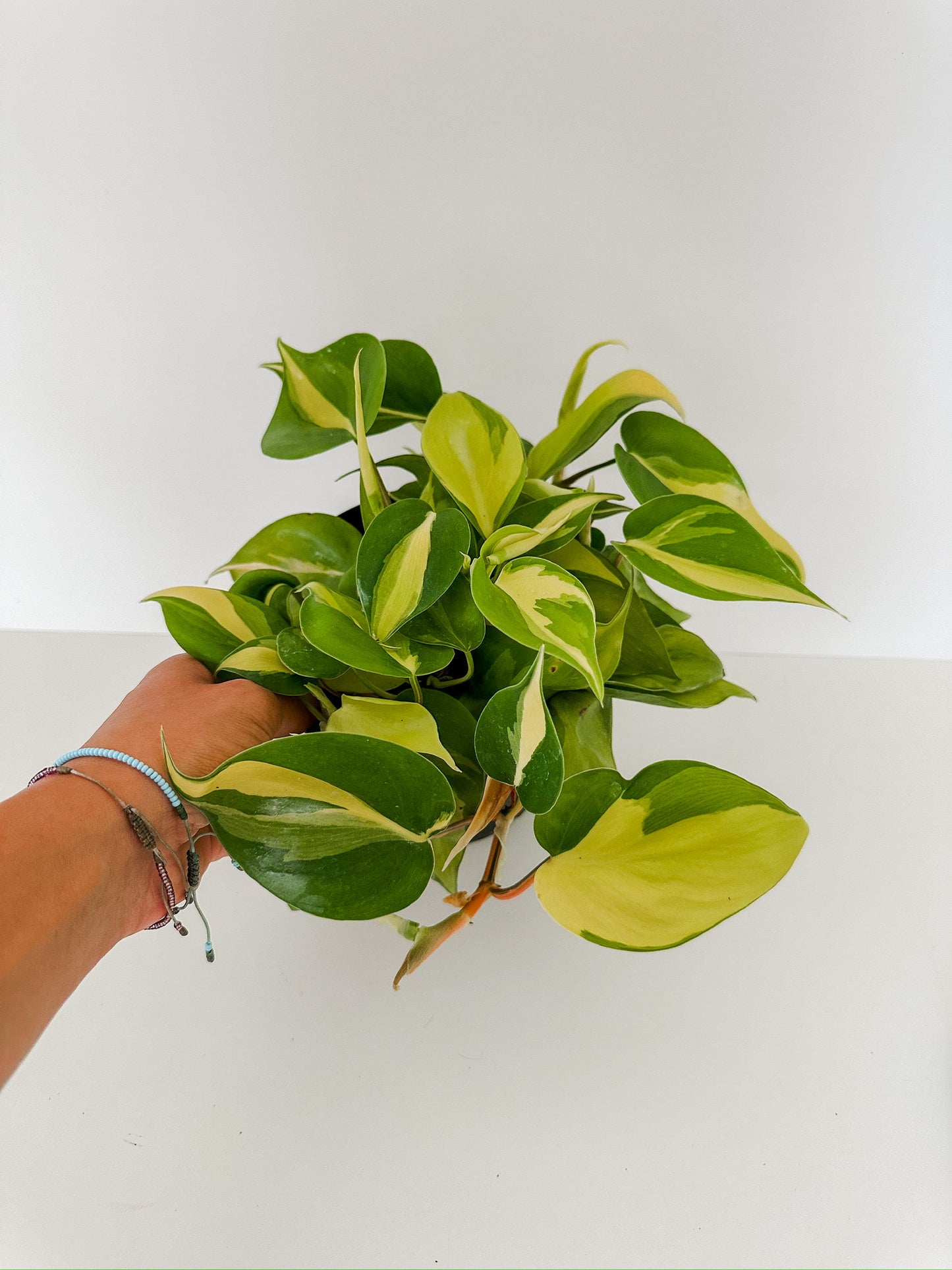 Philodendron 'Brasil'- 🌱 Beginner-Friendly, Trailing, Vibrant Colored Leaves- Tropical Houseplant- (4 Inch, 6 Inch, or 8 Inch Nursery Pot)