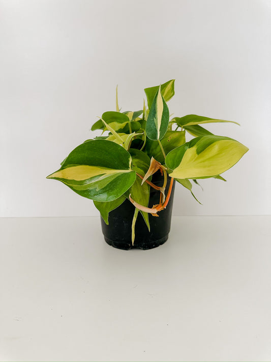 4" Philodendron Brasil- Tropical Houseplant- Plante La Vie