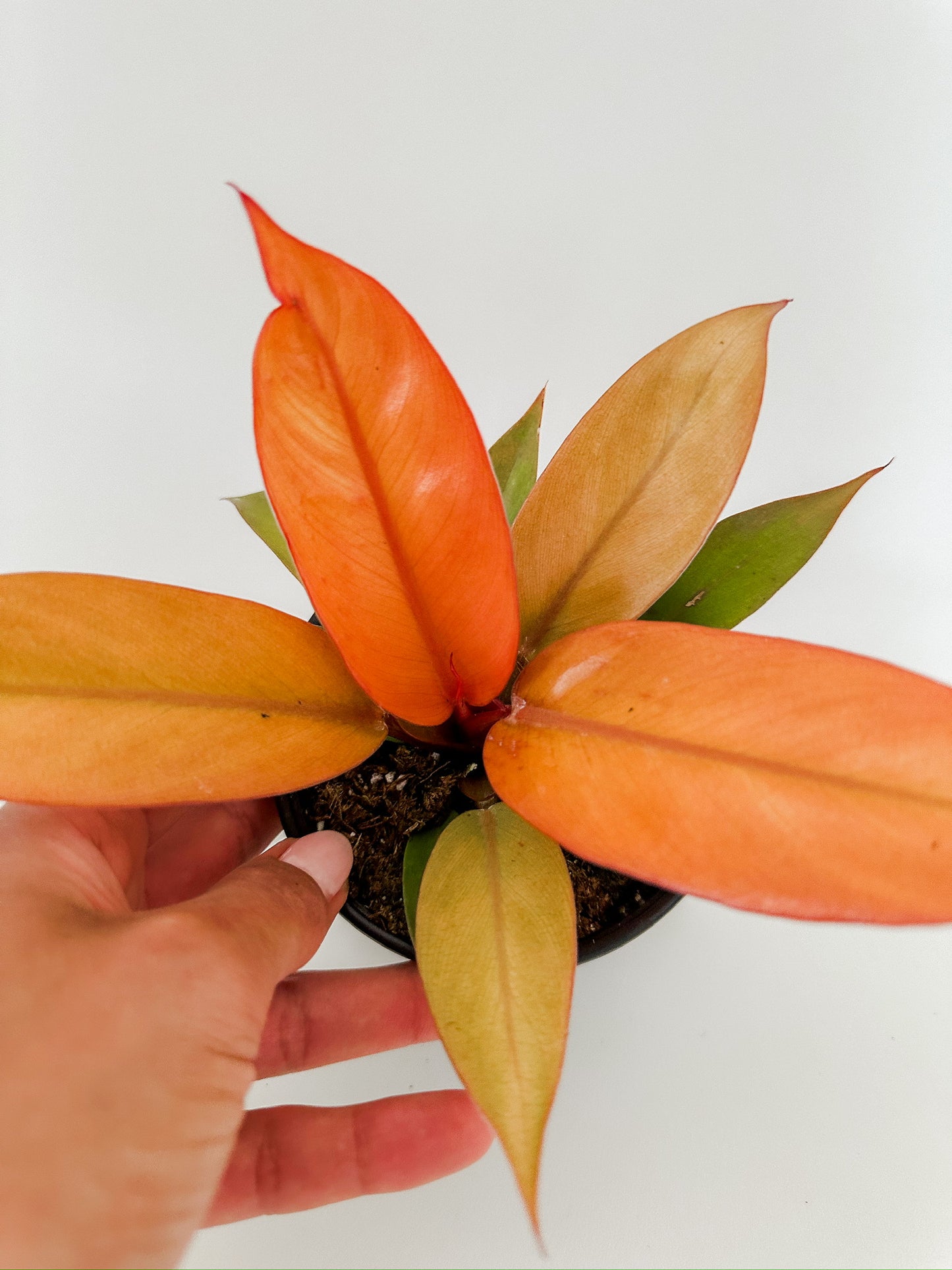 Philodendron 'Prince of Orange'- 🌱 Beginner-Friendly, Low Maintenance, Vibrant Colored Leaves- Tropical Houseplant- (4 Inch or 6" Nursery Pot)