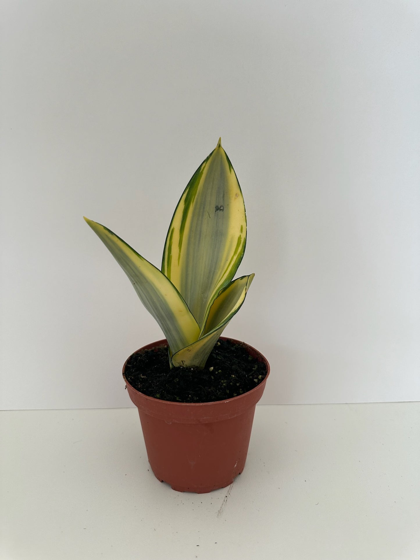 Sansevieria Trifasciata 'Gold Ghost' Snake Plant- Low Maintenance, Low Light & Vibrant Colored Leaves- Tropical Houseplant (4" or 6" Nursery Pot)