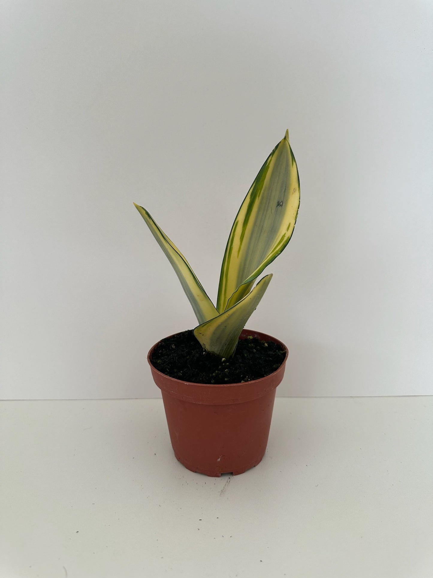 Sansevieria Trifasciata 'Gold Ghost' Snake Plant- Low Maintenance, Low Light & Vibrant Colored Leaves- Tropical Houseplant (4" or 6" Nursery Pot)