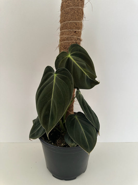 6" Philodendron Melanochrysum Tropical Houseplant With Moss Pole Totem