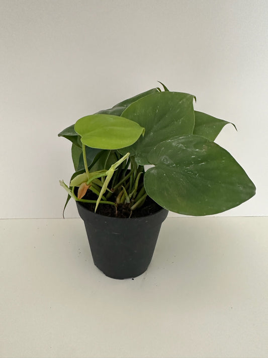 Philodendron Green 'Cordatum Heartleaf'- Low Maintenance, Beginner Friendly, Air Purifying- Tropical Houseplant (4" or 6" Nursery Pot)