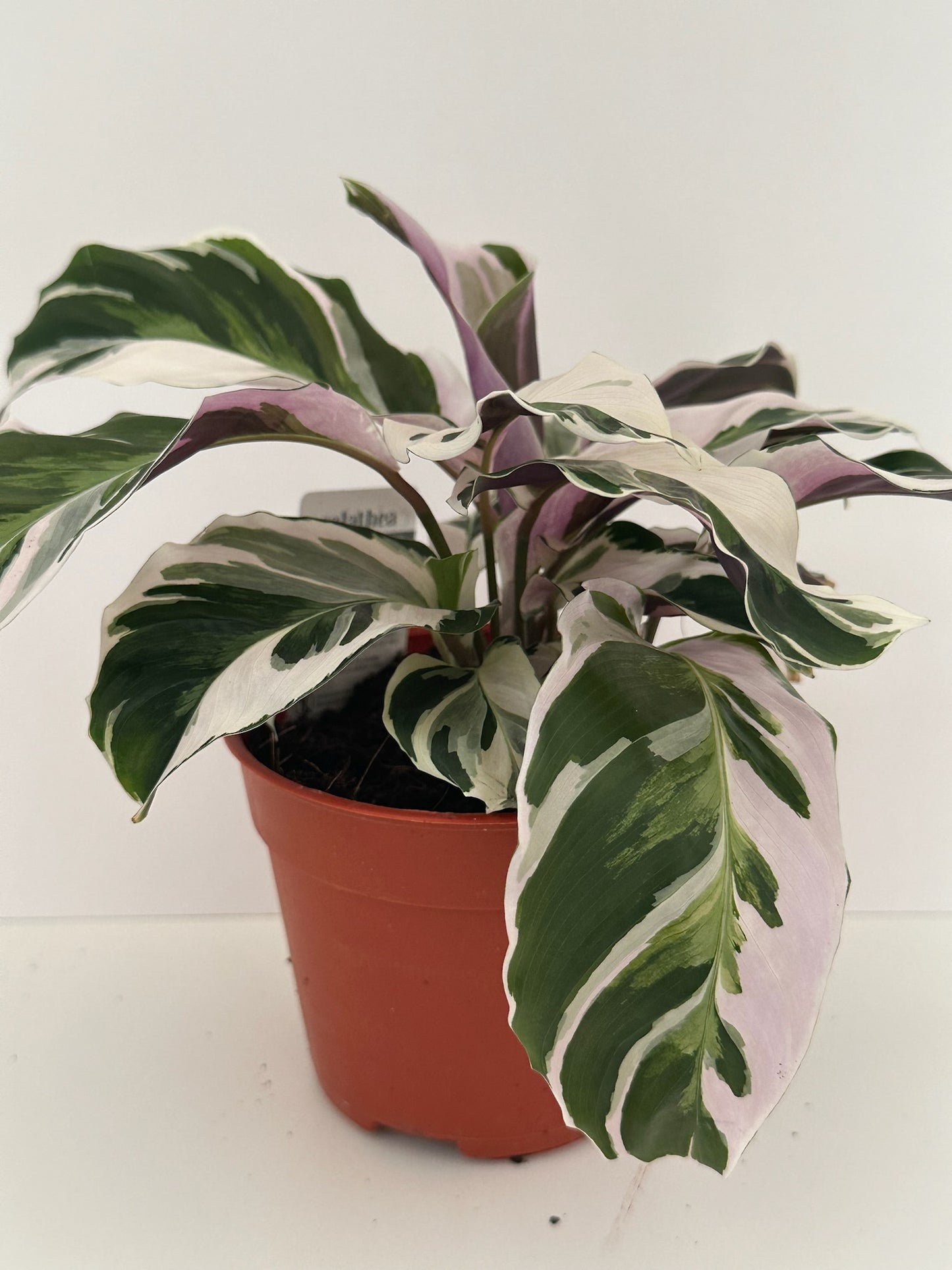 Calathea 'White Fusion' - Stunning, 🐾 Pet Friendly Plant- Tropical Houseplant (2", 4" or  6" Pot)