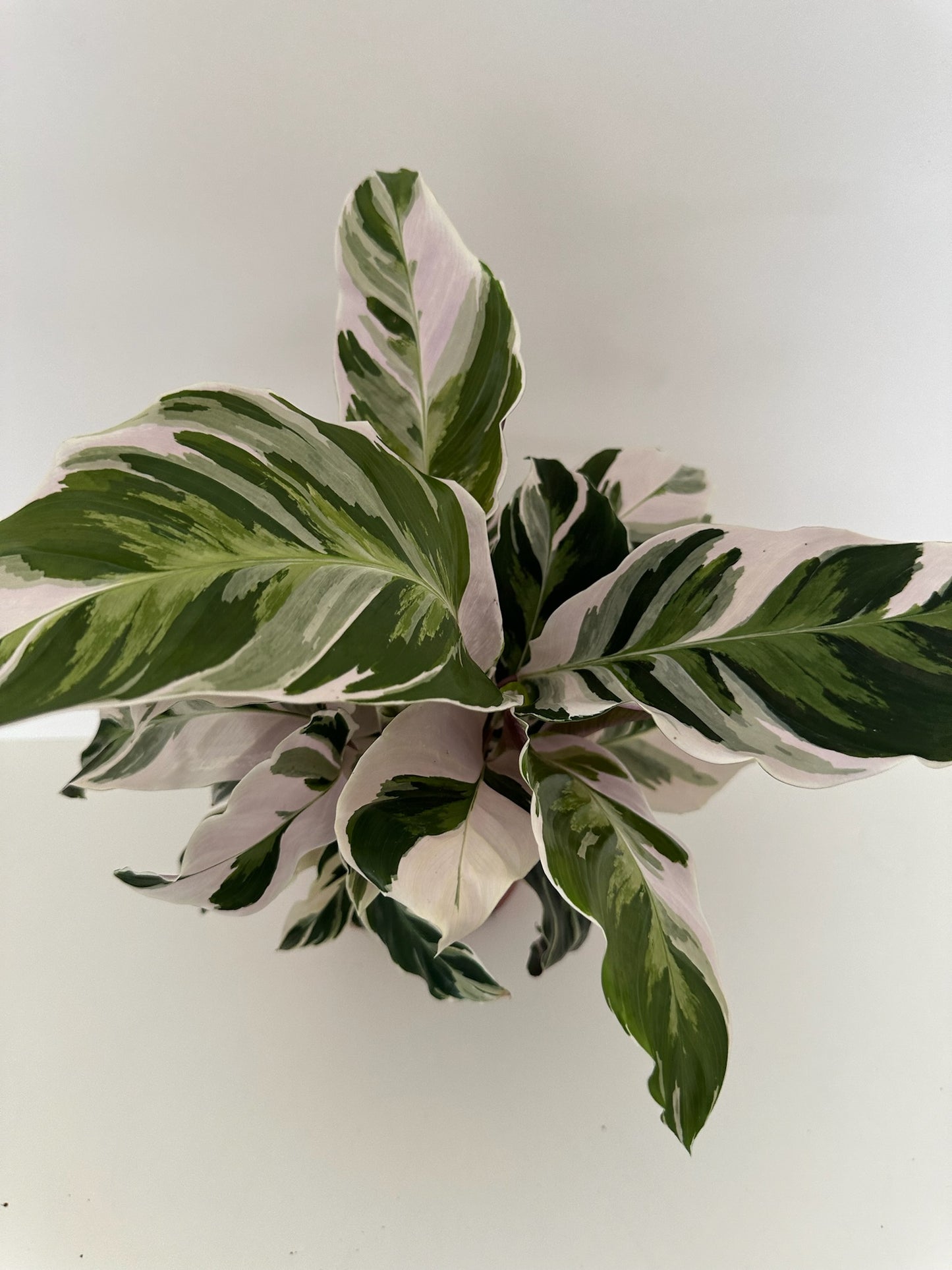 Calathea 'White Fusion' - Stunning, 🐾 Pet Friendly Plant- Tropical Houseplant (2", 4" or  6" Pot)