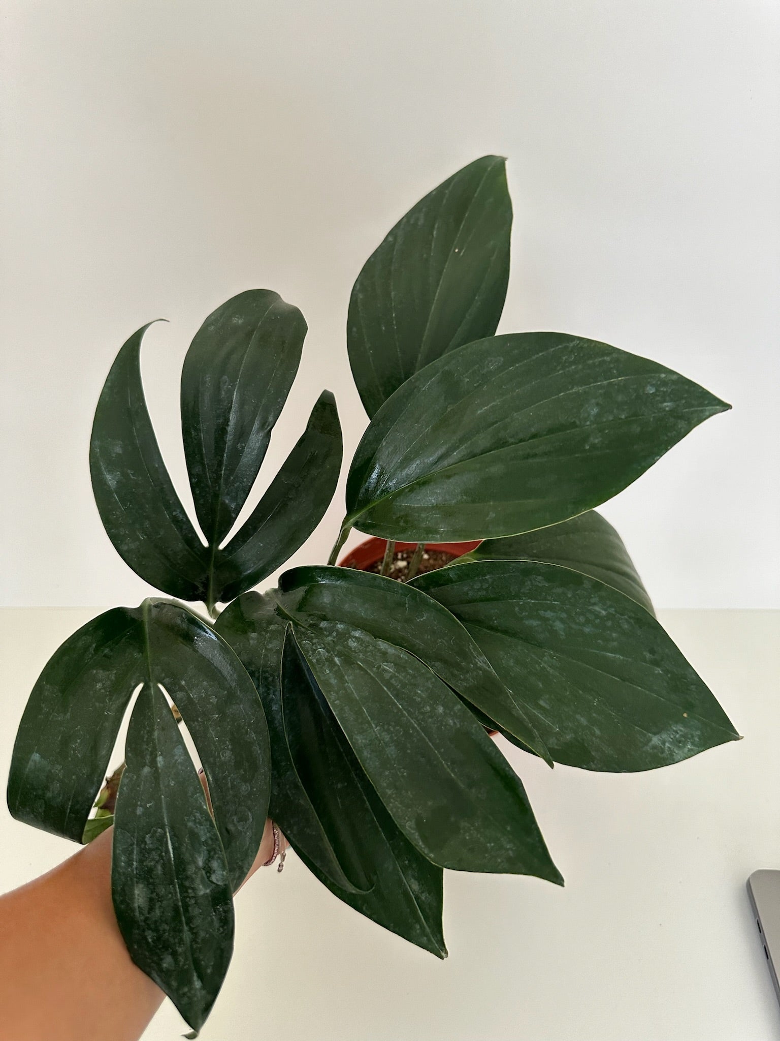 6" Nursery Pot. Rhaphidorphora Decursiva 'Dragon Tail' Plant