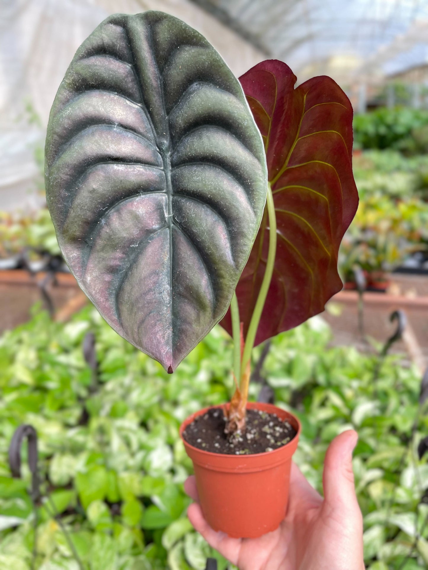 Alocasia Cuprea 'Red Secret' Plant - Circular Arrow-Shaped Leaves, Metallic Red Color, Purple Undersides - (4 " or  6" Pot)