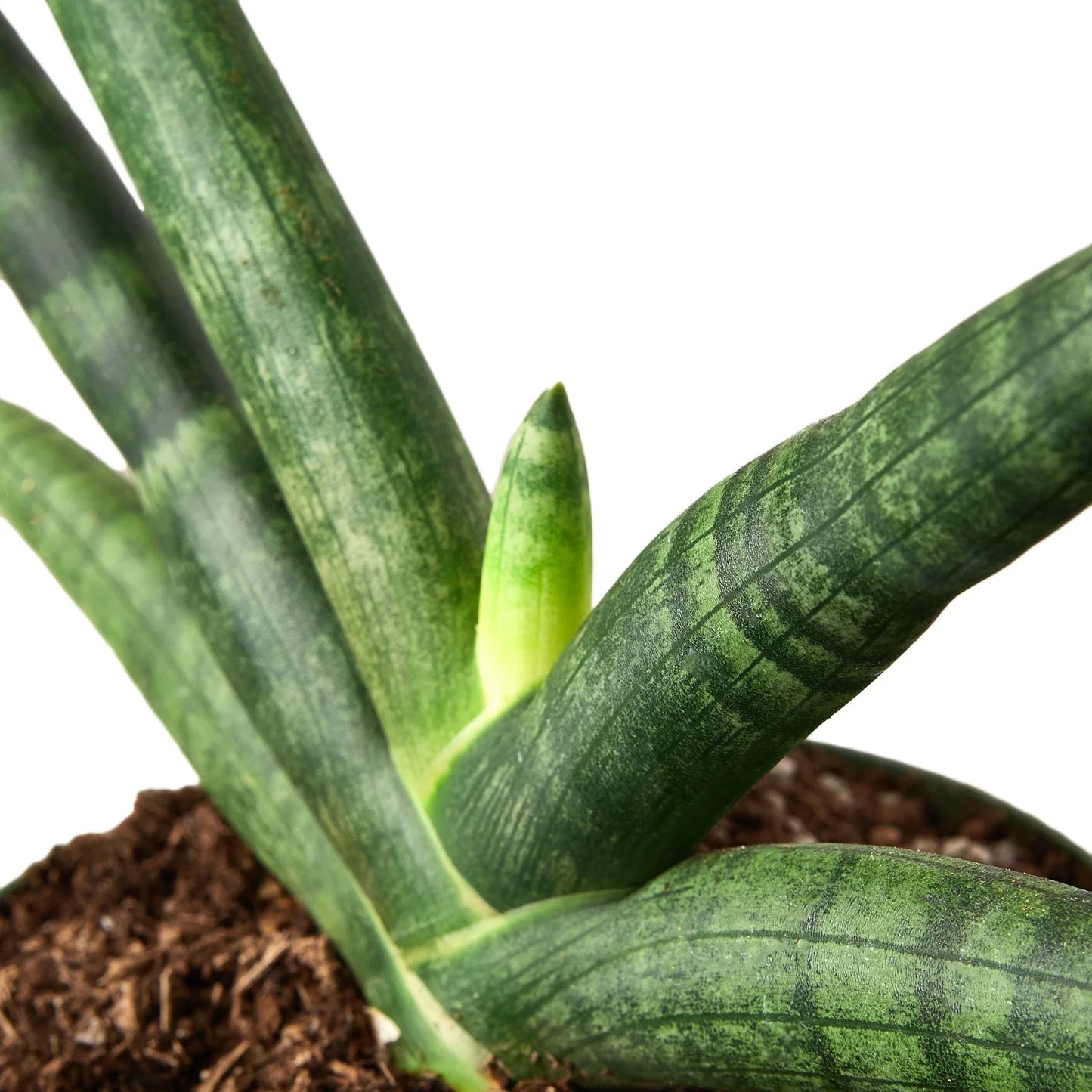 Sansevaria Cylindrica 'Starfish Snake Plant'- 🌱 Beginner-Friendly, 🍃Air Purifying, Low Light & Maintenance- Tropical Houseplant- (4 Inch or 6 Inch Nursery Pot)