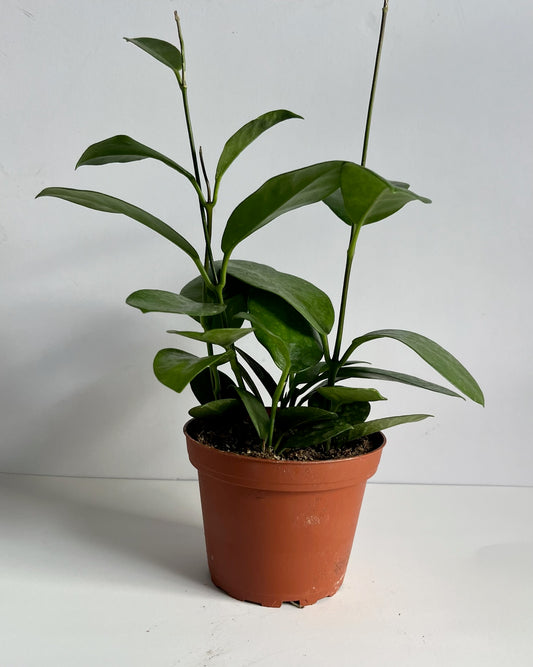 Hoya 'Australis' Wax Plant- Easy Care, Flowering, Vining/Trailing, (🐾 Pet Friendly) Plant- Tropical Houseplant (4" or 6" Pot)