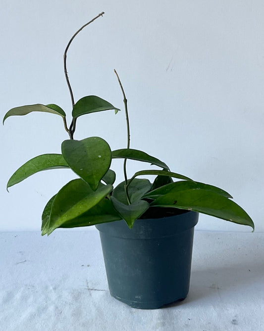 Hoya Carnosa Plant (🐾 Pet Friendly) Trailing, Star-Shaped Flowering Tropical Houseplant (4" or 6" Nursery Pot)
