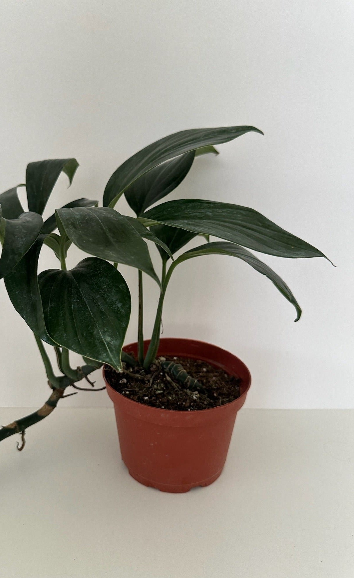 6" Nursery Pot. Rhaphidorphora Decursiva 'Dragon Tail' Plant