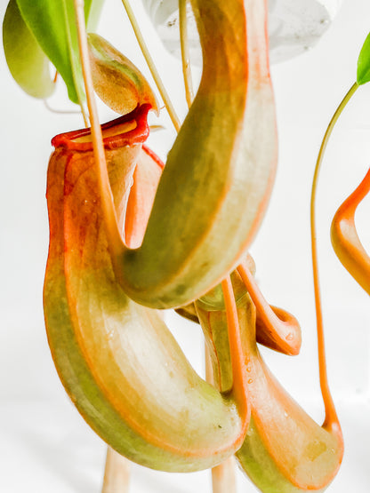 6" Nepenthes Alata HB
