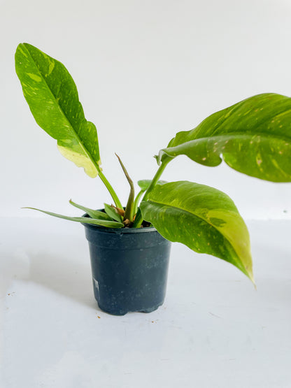 4" Philodendron Ring of Fire (High Variegation