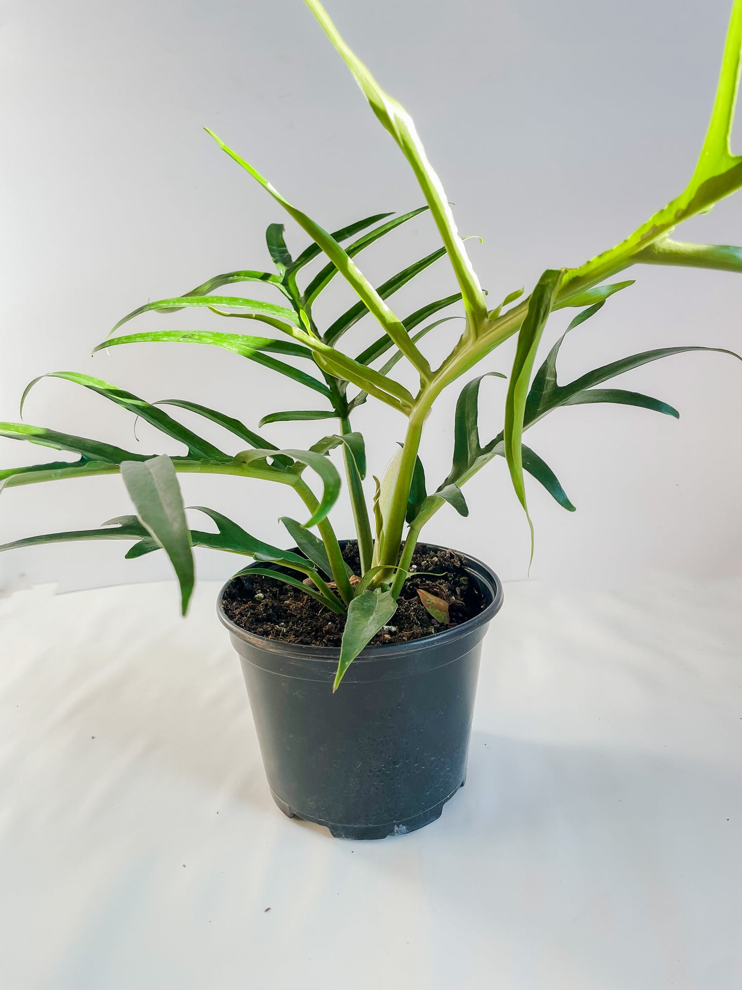 6" Philodendron Tortum